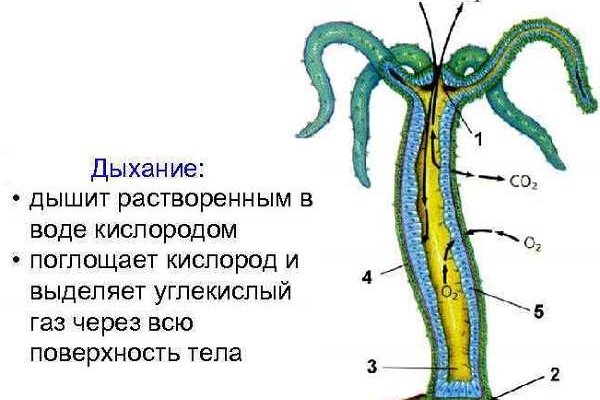 Kraken ссылка тор 2krnk biz kraken17ate pro