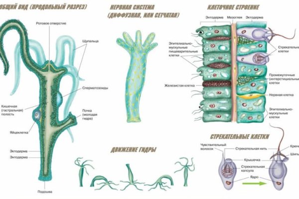 Зеркало kraken krakens16